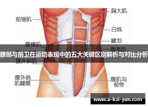 腰部与前卫在运动表现中的五大关键区别解析与对比分析